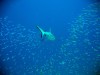 Jarvis Island Travel