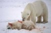 Animals Dying