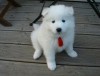 The Worlds Most Expensive Dog