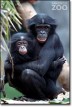 Bonobo