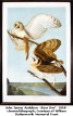 john james audubon artist